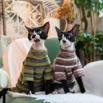 Two Styles Vintage Stripes Shirt for Cats