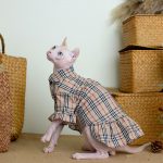 Burberry Cat Clothes | "Burberry" Classic Dress, Cat Clothing for Cats