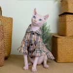 Burberry Cat Clothes | "Burberry" Classic Dress, Cat Clothing for Cats