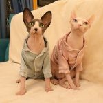 Cat Pajamas for Cats-Pink and Blue
