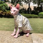 Cat Shirt for Cats | Cat Clothes, Cat Apparel, Leopard, Pure Cotton
