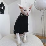 Cat Sweater for Cat | "PRADA" Sweater for Cat, Turtleneck for Sphynx
