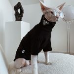 Cat Sweater for Cat | "PRADA" Sweater for Cat, Turtleneck for Sphynx