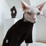 Cat Sweater for Cat | "PRADA" Sweater for Cat, Turtleneck for Sphynx