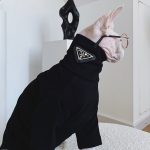 Cat Sweater for Cat | "PRADA" Sweater for Cat, Turtleneck for Sphynx