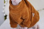 Cats with Sweaters, Kint Cat Sweater, Sphynx Sweaters | Chenille Fabric