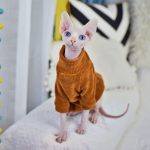 Кошки со свитерами, свитер для кошки Кинт, свитера для сфинксов | ткань синель