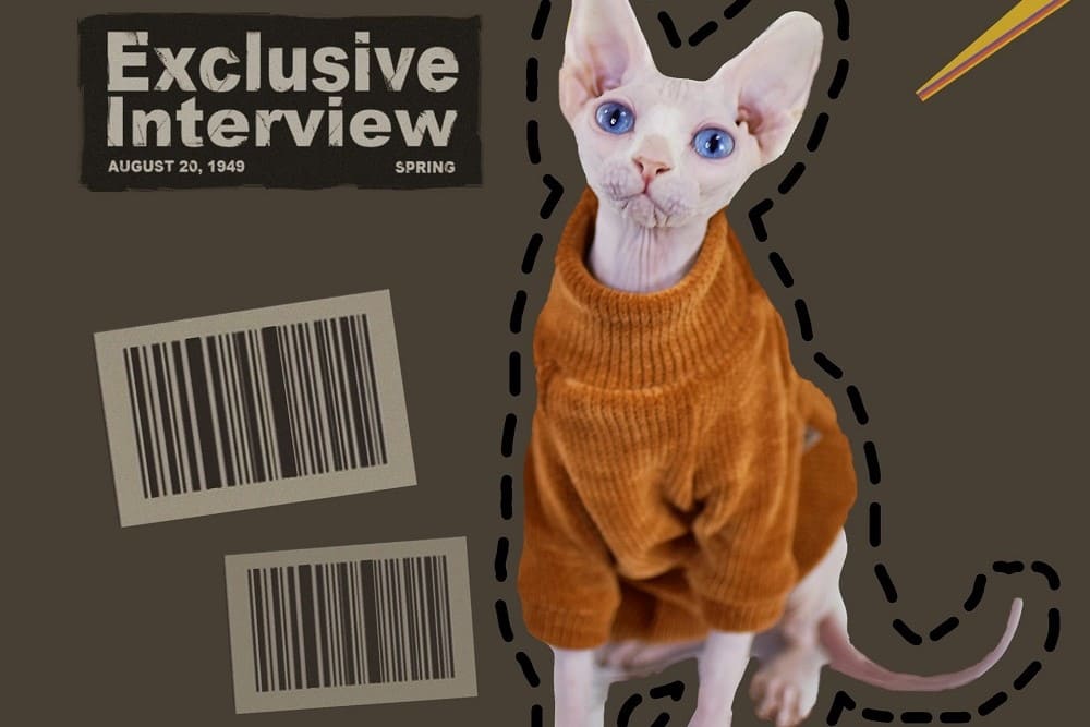 Chats avec pulls, Kint Cat Sweater, Sphynx Sweaters | Chenille Fabric