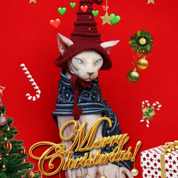 クリスマス猫の服装-スフィンクスは青いセーターと帽子をかぶっています。