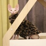 Cat Winter Coat Jacket-Sphynx wears leopard coat