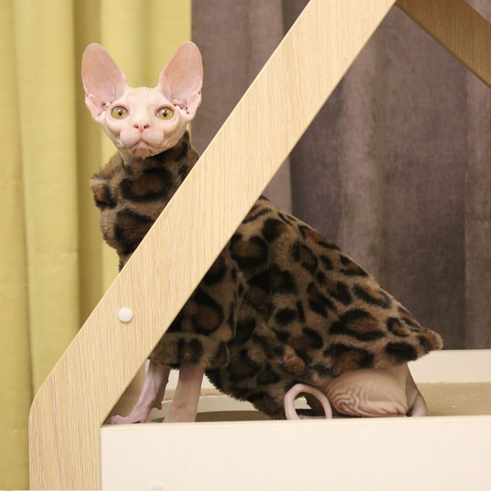 Katze Wintermantel Jacke-Sphynx trägt Leopardenmantel
