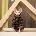 Gatto in giacca invernale-Sphynx indossa un cappotto leopardato