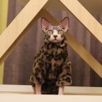 Cat Winter Coat Jacket-Sphynx wears leopard coat