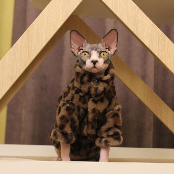 猫用防寒コートジャケット-スフィンクス、レオパードコートを着用