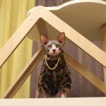 Cat Winter Coat Jacket-Sphynx wears leopard coat