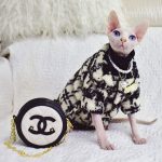 Chanel Coats for Cats | Stunning Sphynx "Chanel" Coat for Sphynx Cat 🐈