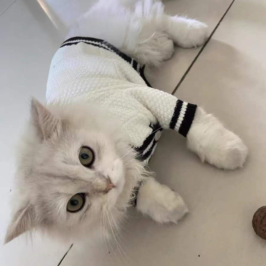 Chanel luxurious cat coat for Sphynx& Hairless Cat | Fashion winter jacket