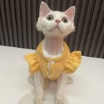 Cute Cats in Costumes-Yellow