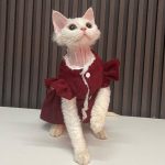 Cute Cats in Costumes-Red