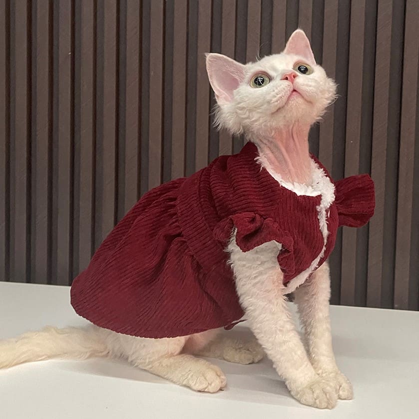 Gatti carini in costume - rosso