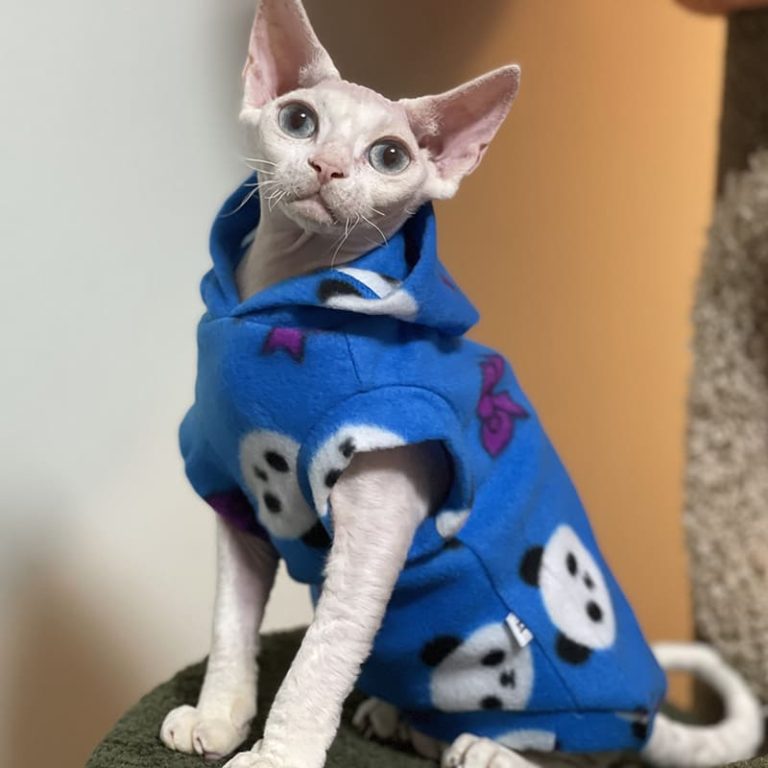 Cute Clothes for Cats Cute Blue Panda Hoodie, Cute Cat Apparel