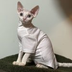 Cute Clothes for Cats-White shirt