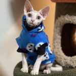 Cute Clothes for Cats-Hoodie vest+black shirt