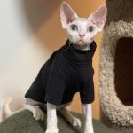 Cute Clothes for Cats-Black shirt
