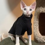 Cute Clothes for Cats-Black shirt