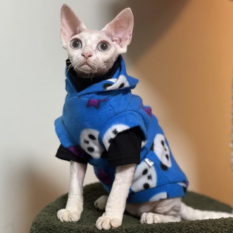 Cute Clothes for Cats Cute Blue Panda Hoodie, Cute Cat Apparel