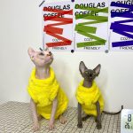 Cute Costumes for Cats | Stunning Yellow Onesie for Sphynx