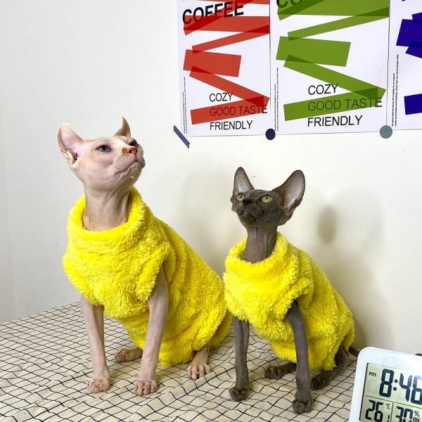 Costumi carini per gatti | Splendida tutina gialla per Sphynx