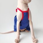 Cute Outfits for Cats | Blue Suspender Dress, Sphynx Clothes for Cats