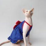 Cute Outfits for Cats | Blue Suspender Dress, Sphynx Clothes for Cats