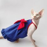 Cute Outfits for Cats | Blue Suspender Dress, Sphynx Clothes for Cats