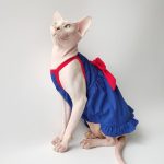 Cute Outfits for Cats | Blue Suspender Dress, Sphynx Clothes for Cats