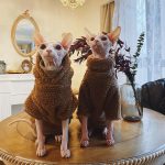 Cute Sweaters for Cats | Cute Kitty Sweaters, Cat Sweater and Hoodie