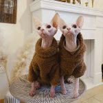 Niedliche Pullover für Katzen | Niedliche Kitty-Pullover, Katzenpullover und Hoodie