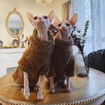 Cute Sweaters for Cats | Cute Kitty Sweaters, Cat Sweater and Hoodie