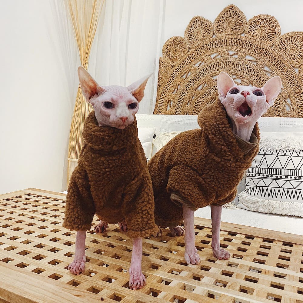 Sweaters for Cats | Hairless Cats Wearing Sweaters, Sweater with Kittens