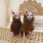 Cute Sweaters for Cats | Cute Kitty Sweaters, Cat Sweater and Hoodie