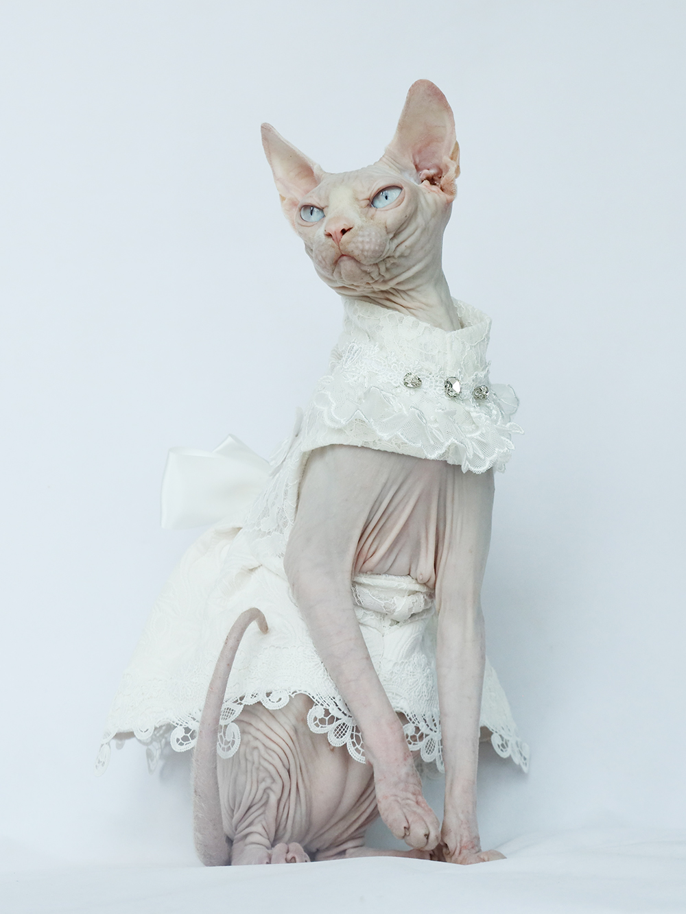 Wedding dress with shop cats on it
