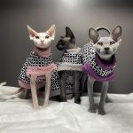 Cappotti di pelliccia per gatti: tre gatti indossano un cappotto