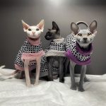 Fur Coats for Cats-Three cats wear coats