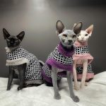 Abrigos de piel para gatos-Tres gatos llevan abrigos