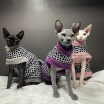 Fur Coats for Cats-Three cats wear coats