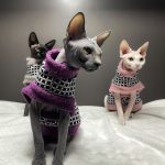 Abrigos de piel para gatos-Tres gatos llevan abrigos