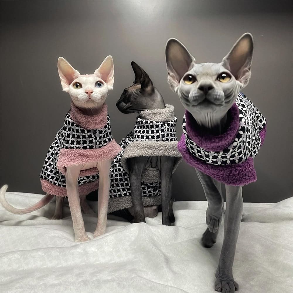 Cappotti di pelliccia per gatti: tre gatti indossano un cappotto