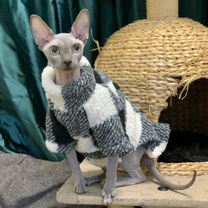 Sphynx Cat Turtleneck | Cat Turtleneck Sweater, Hairless Cat Turtleneck