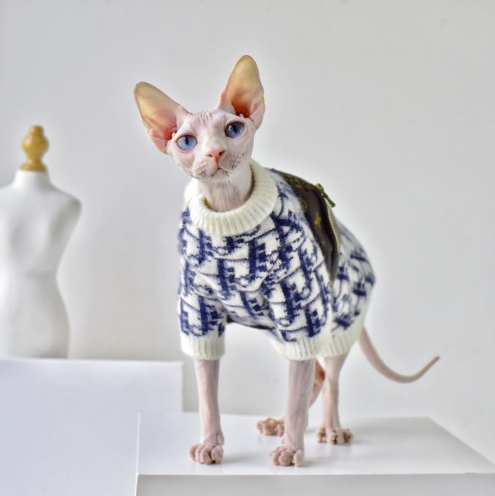 Hairless Cats Sweater “Dior” Classic Sweater, Luxury Sweater for Cat